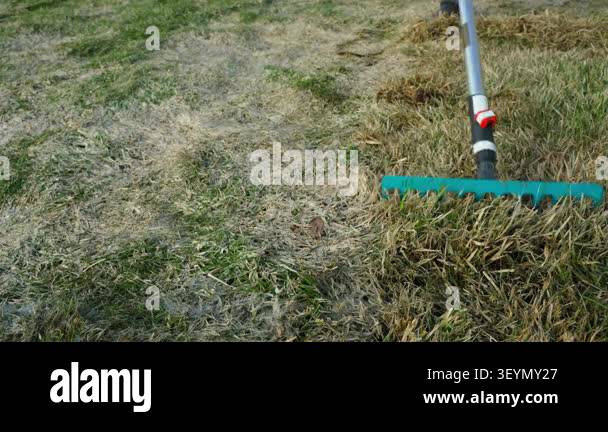 Raking dry grass and dead thatch from lawn with rake in spring . High ...