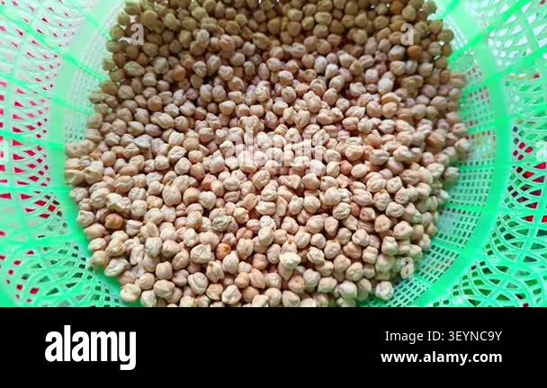 Close up view of raw dried chickpeas Cicer arietinum piled inside a ...