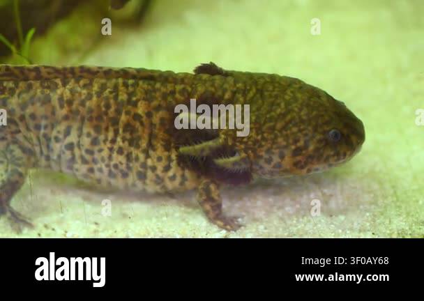 Wild type axolotl (Ambystoma mexicanum), identifiable by its dark