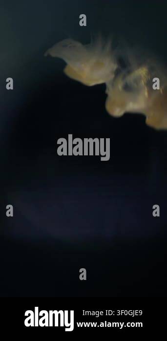 Vertical video. Smoke flow defocused. Grunge blob. Circle liquid frame ...
