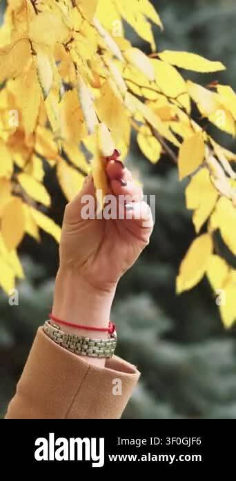 Vertical video. Touching nature. Autumn foliage. Female hand in coat ...