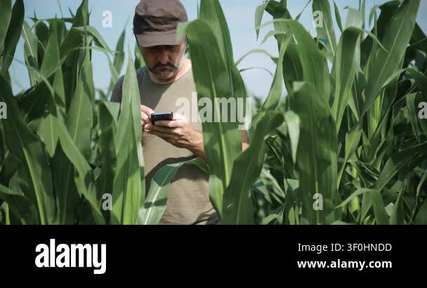 Agricultural worker checking mobile data in a maize field under clear ...