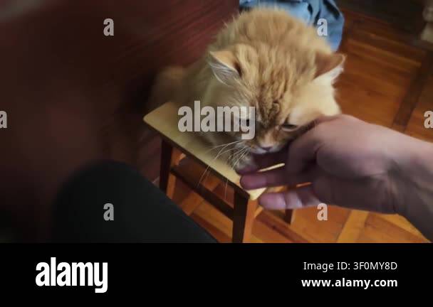 scratching-a-head-of-ginger-house-cat-with-a-hand-stock-video-footage