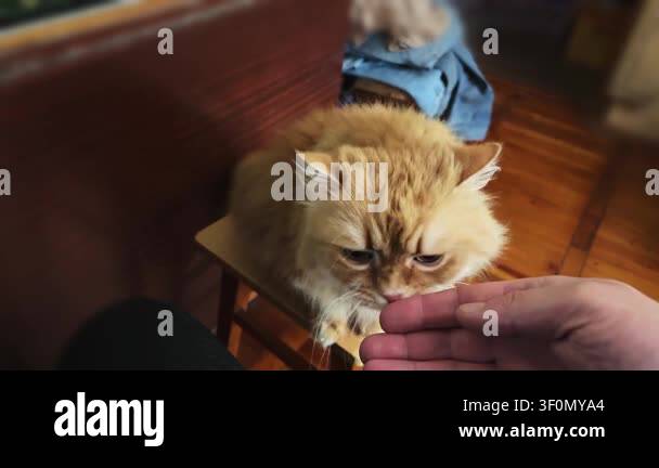 Scratching A Head Of Ginger House Cat With A Hand Stock Video Footage 