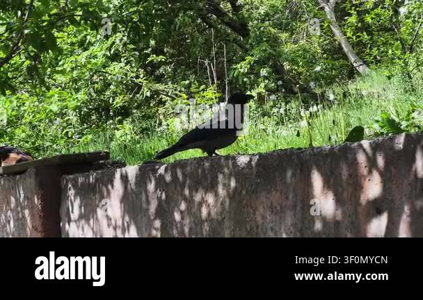 street-cat-jumping-from-a-tree-and-chases-away-crow-stock-video-footage