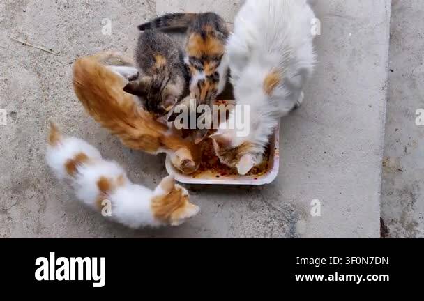 Close up Footage Of Street Cats Eating Stock Video Footage Alamy