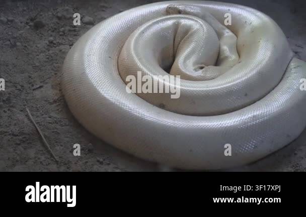 Albino Burmese python resting in a tightly coiled position inside its ...