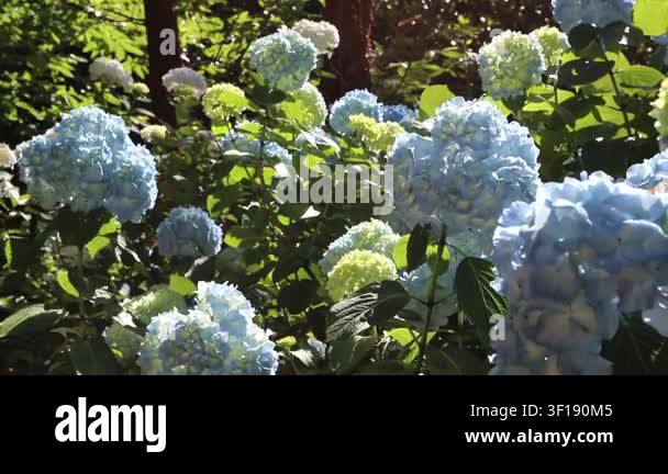 Light blue Hydrangea macrophylla flowers, yellow buds and translucent ...