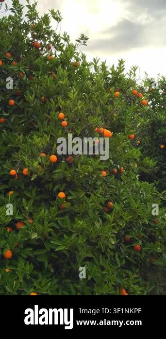 Vertical view of orange trees full of ripe fruits.Orange Grove. Ideal