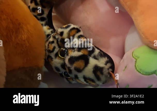 Close Up Of Cute Cat Stock Video Footage Alamy 
