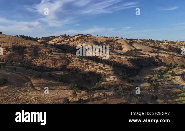 Aerial view of rolling golden hills and oak trees under a blue sky in