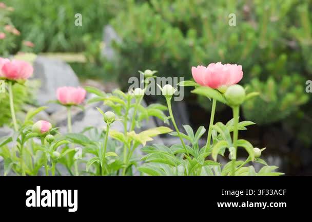 Close-up motion of pink peony flowers blooming from tight buds into ...