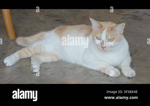 Cute Cat Lying Comfortably Gently Wagging Its Tail In A Natural cute-cat-lying-comfortably-gently-wagging-its-tail-in-a-natural