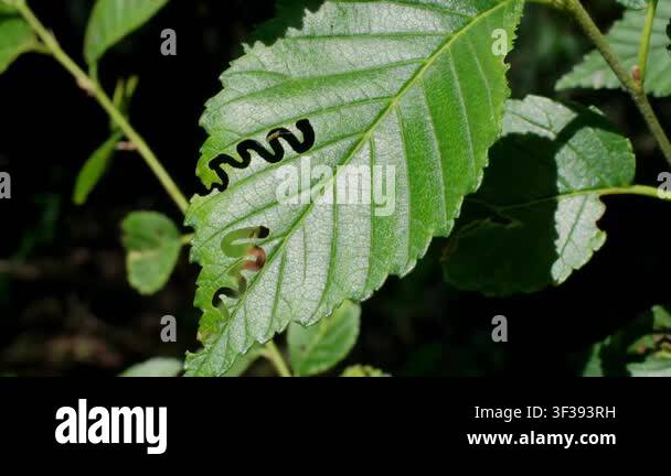 Green Leaf With Trail Of Caterpillar Damage Swaying In Wind Video Stock green-leaf-with-trail-of-caterpillar-damage-swaying-in-wind-video-stock