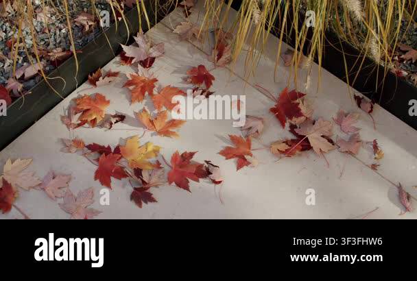 Fallen autumn leaves in red, orange, and yellow rest on a light stone ...