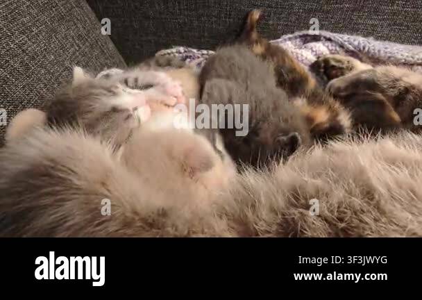 Mother Cat Feeding Newborn Kittens Nursing And Kneading 4K Stock Video mother-cat-feeding-newborn-kittens-nursing-and-kneading-4k-stock-video