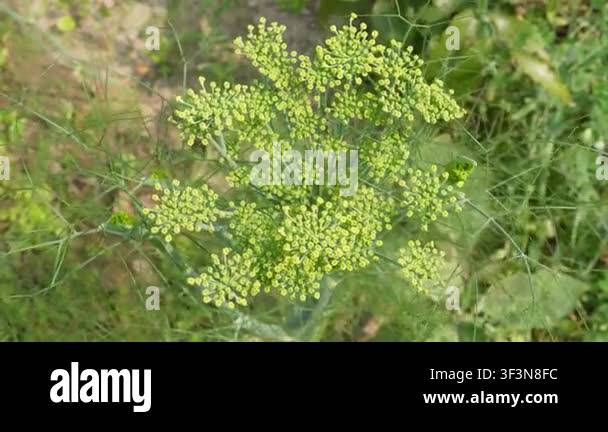 Fresh Fennel Flower Umbels Growing in Organic Herb Garden Stock Video ...