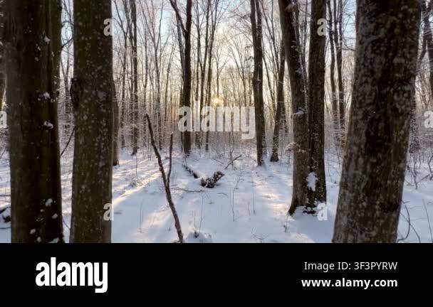 Winter forest. Sun rays shine through the trees in the forest in winter ...