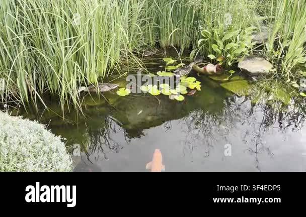 Wild ducks rest among colorful koi fish in garden pond with reeds, lily ...