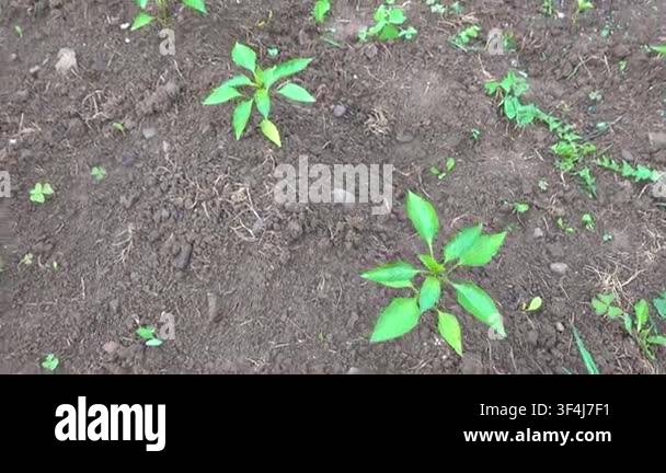High-angle tracking shot over a row of young, green sweet pepper plants ...