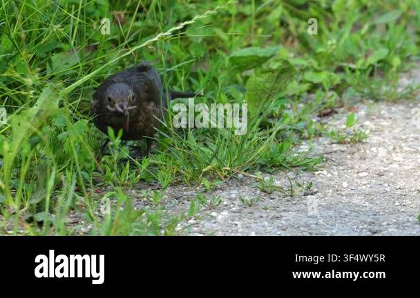 Common Blackbird Foraging and Gathering Multiple Worms in Grass 4K ...