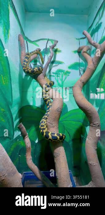 Vertical video of a large yellow anaconda snake with black pattern ...