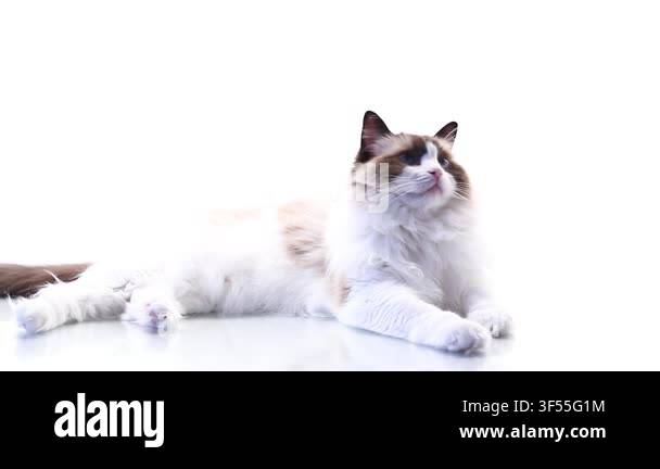 elegant-fluffy-ragdoll-cat-portrait-on-bright-white-studio-background
