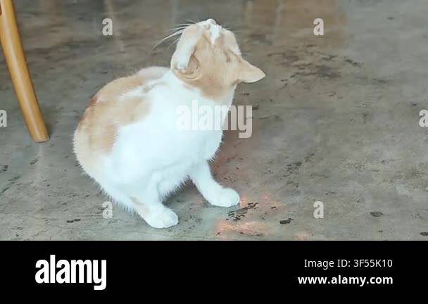 a-cute-cat-scratching-its-chin-with-a-hind-leg-in-a-natural-and-playful