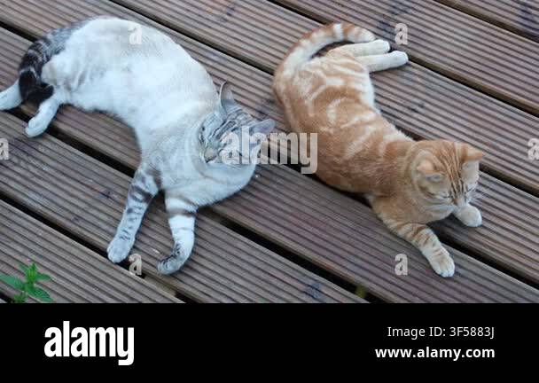 Two Semi feral Domestic Cats Resting On A Wooden Deck In A Provence two-semi-feral-domestic-cats-resting-on-a-wooden-deck-in-a-provence
