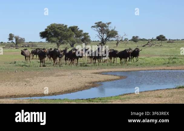 herd-of-blue-wildebeest-connochaetes-taurinus-at-a-waterhole