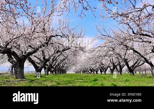 Rows of apricot trees bloom white flowers. Bright blue sky above green ...