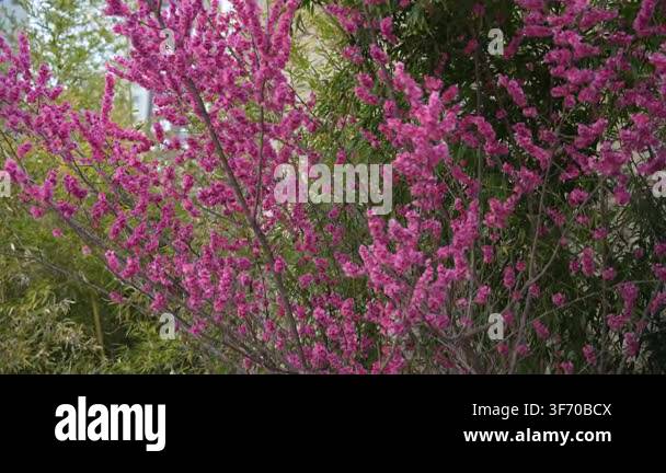 Pink Flower beautiful pink flowers in the garden Stock Video Footage - Alamy