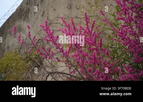 Pink Flower pink flower in the garden Stock Video Footage - Alamy