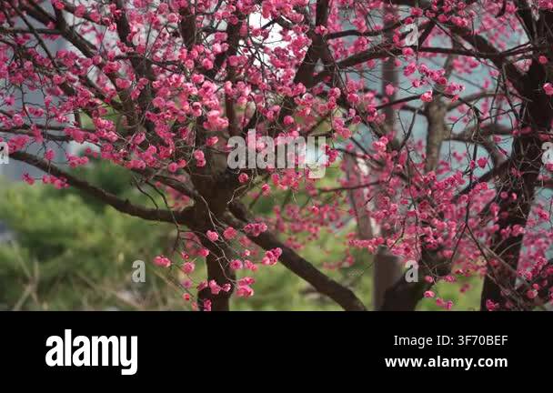 Pink Flower beautiful pink flowers in the garden Stock Video Footage - Alamy