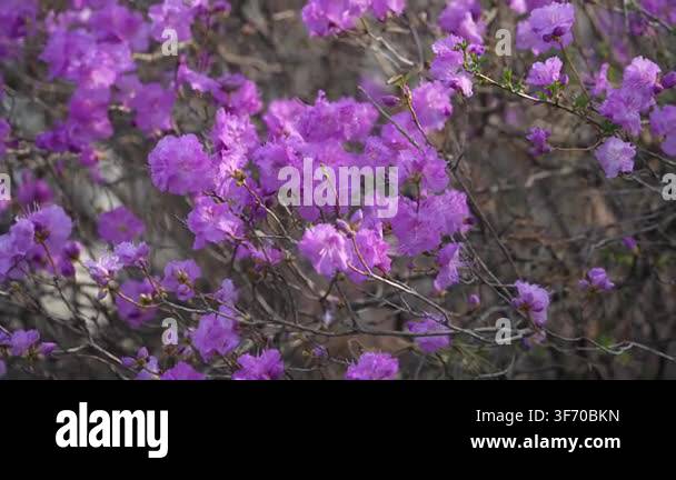Pink Flower pink flower in the garden Stock Video Footage - Alamy
