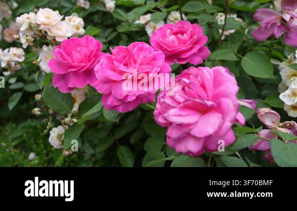 Pink Flower beautiful pink flowers in the garden Stock Video Footage - Alamy