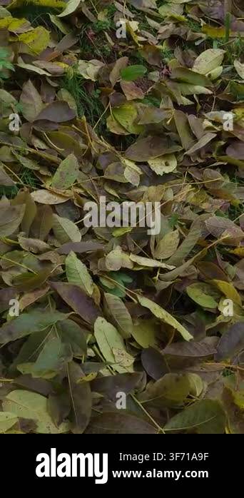 Autumn Leaves Background Fall Season Stock Video Footage Alamy autumn-leaves-background-fall-season-stock-video-footage-alamy