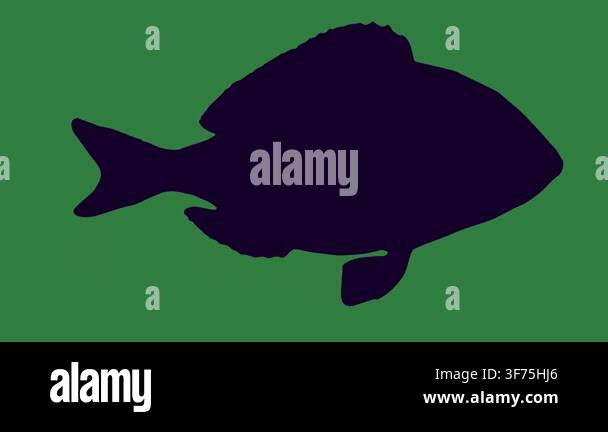 fish silhouette. vector illustration Stock Video Footage - Alamy
