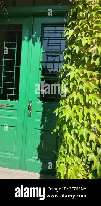 Vibrant green ivy vines densely cover an old stone building facade ...