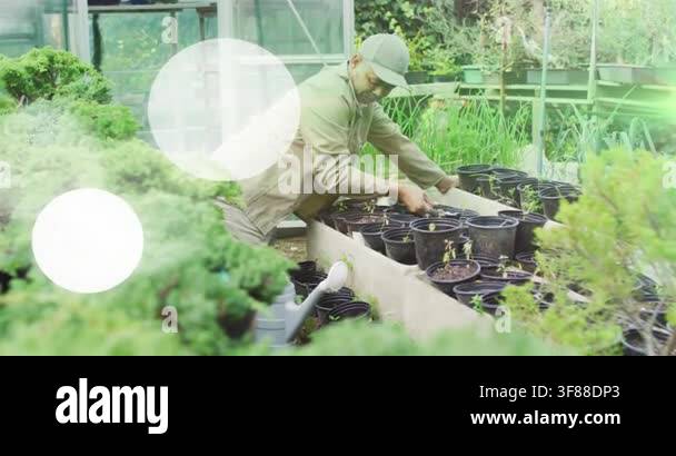 Gardener grabbing watering can and watering seedlings along nursery ...