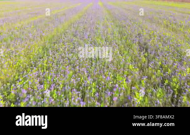 Aerial view flying over a blooming phacelia tanacetifolia agricultural ...