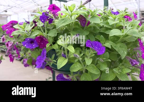 A Vibrant Display Of Blooming Purple Petunias Growing In A Hanging a-vibrant-display-of-blooming-purple-petunias-growing-in-a-hanging