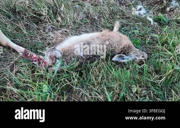 Close-up view of a dead rabbit carcass in a grassy field, highlighting ...