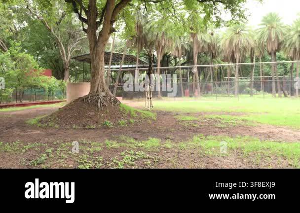 Single Giraffe Standing Beneath Large Tree in Zoo Wildlife Habitat ...