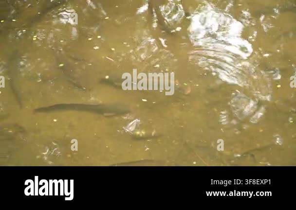 Vector Fish Pond Close View of Fish Gliding Through Shallow Natural Pond Water Stock ...