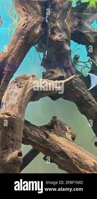 Vertical Video of Silver fish glides through tangled, weathered ...