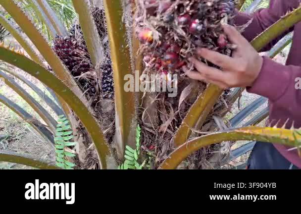 Front view close up of a farmer's hands lifting and holding a heavy ...