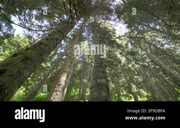 Tree trunks line a sloping mountain forest with dense woodland and ...