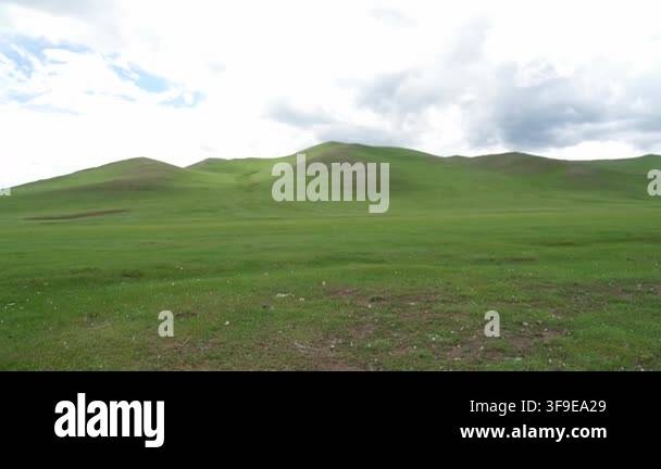 A dead animal carcass lies on open ground with exposed ribs and skull ...