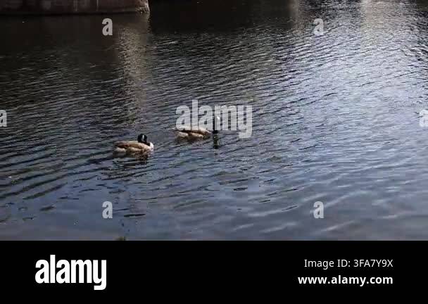 Two geese are swimming in the river Trent, Nottingham , UK Stock Video ...